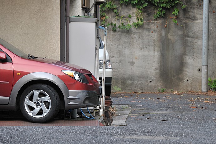 街のねこたち