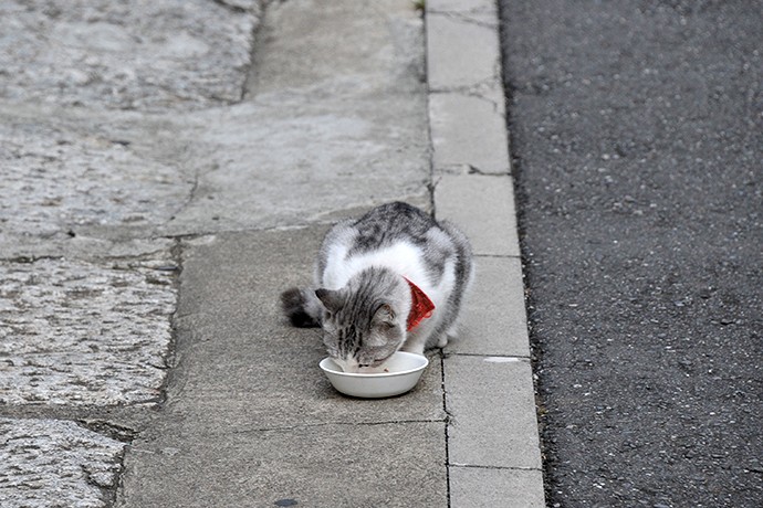 街のねこたち
