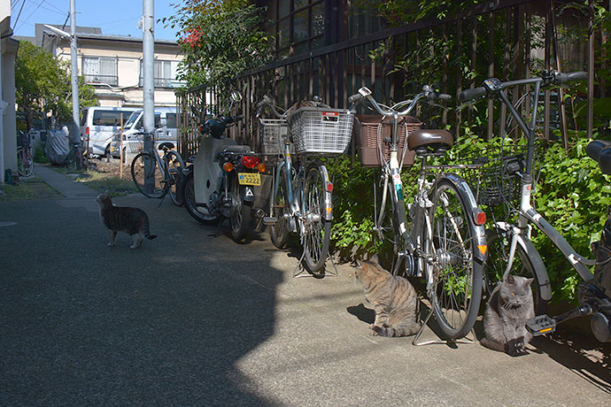 街のねこたち