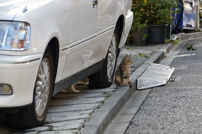 街のねこたち