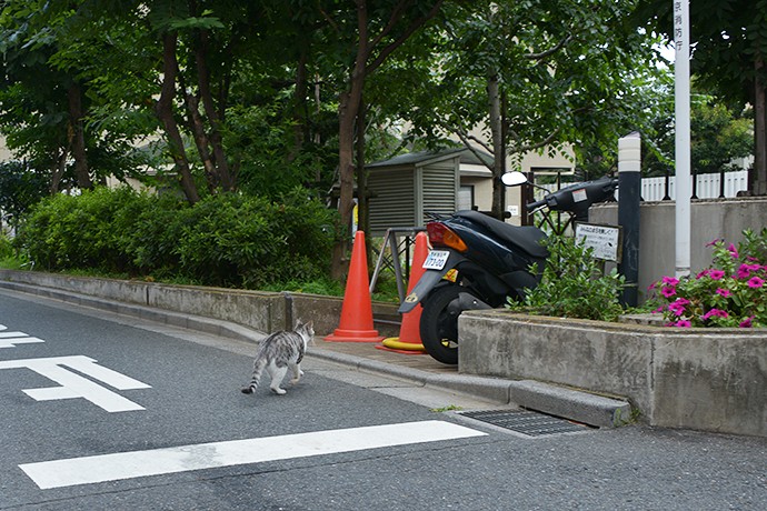 街のねこたち