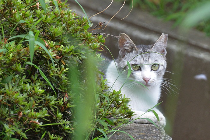 街のねこたち