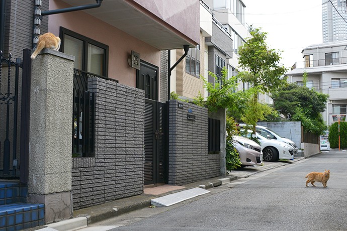 街のねこたち