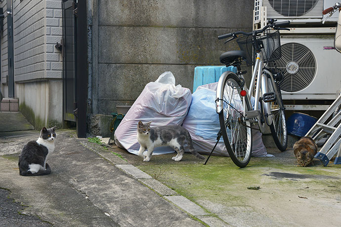 街のねこたち