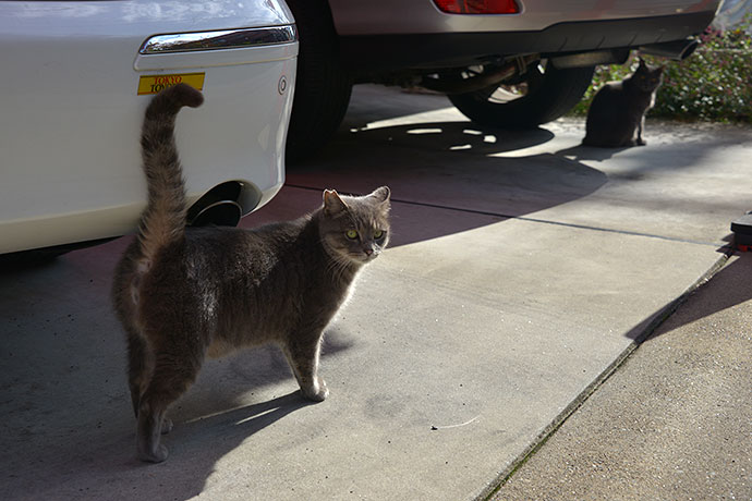街のねこたち