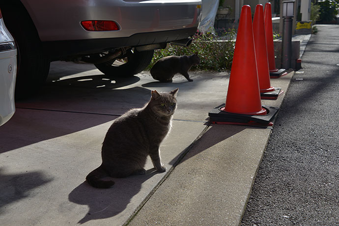街のねこたち