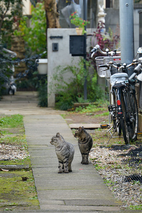 街のねこたち