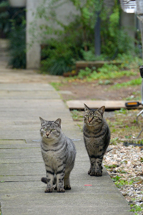 街のねこたち