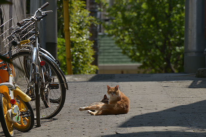 街のねこたち