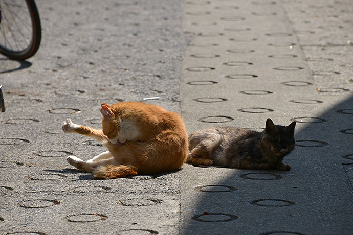 街のねこたち