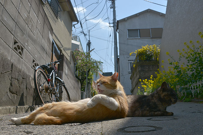 街のねこたち