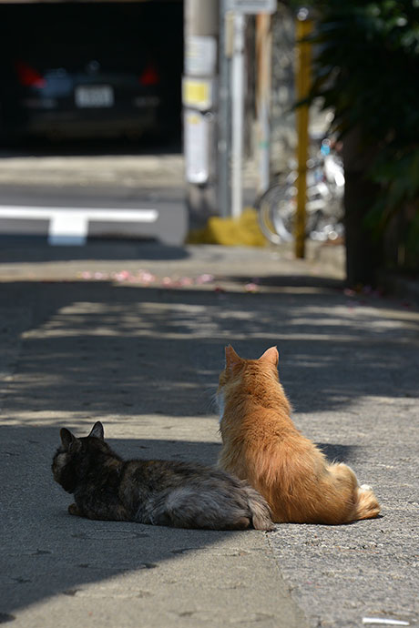 街のねこたち