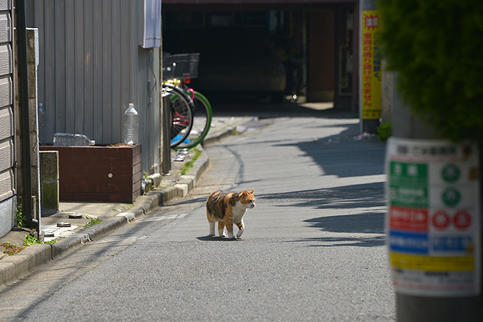 街のねこたち