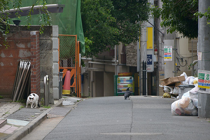 街のねこたち