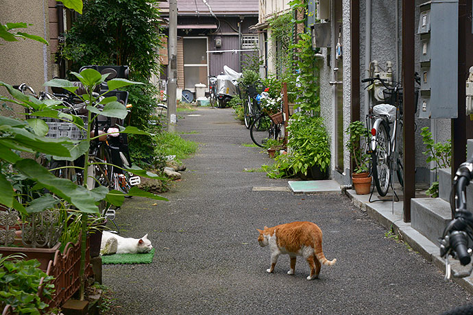 街のねこたち