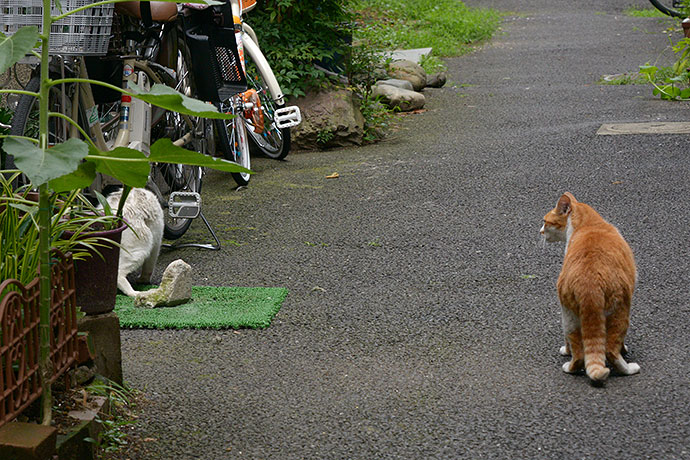 街のねこたち