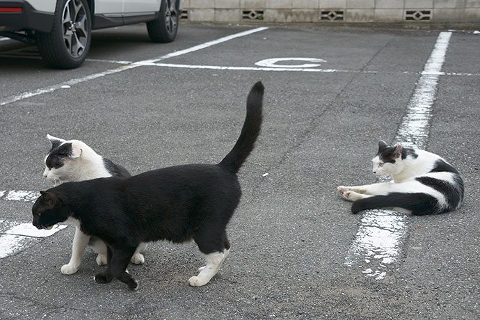 街のねこたち