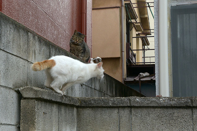 街のねこたち
