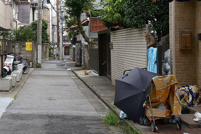 街のねこたち