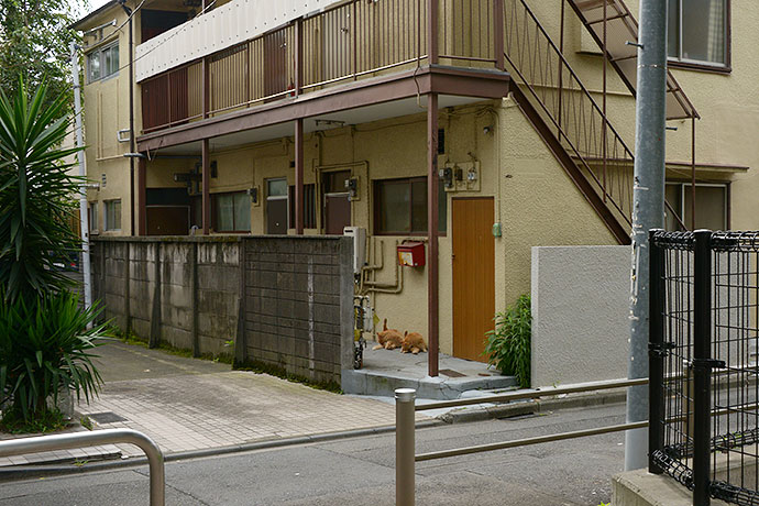 街のねこたち