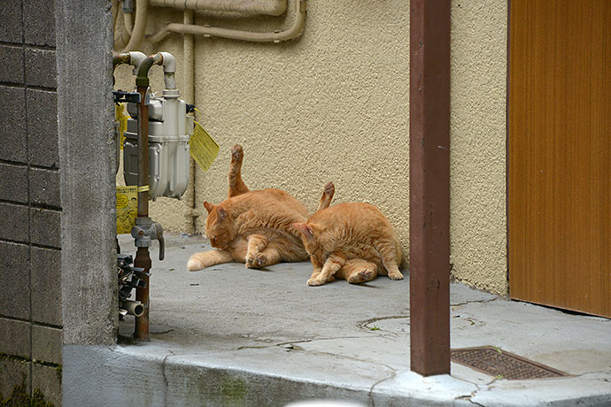 街のねこたち