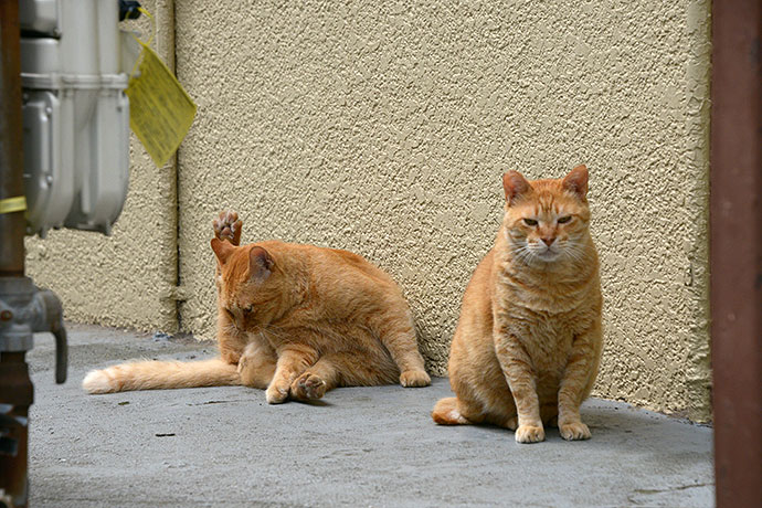 街のねこたち