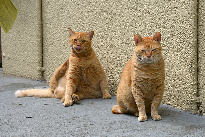 街のねこたち