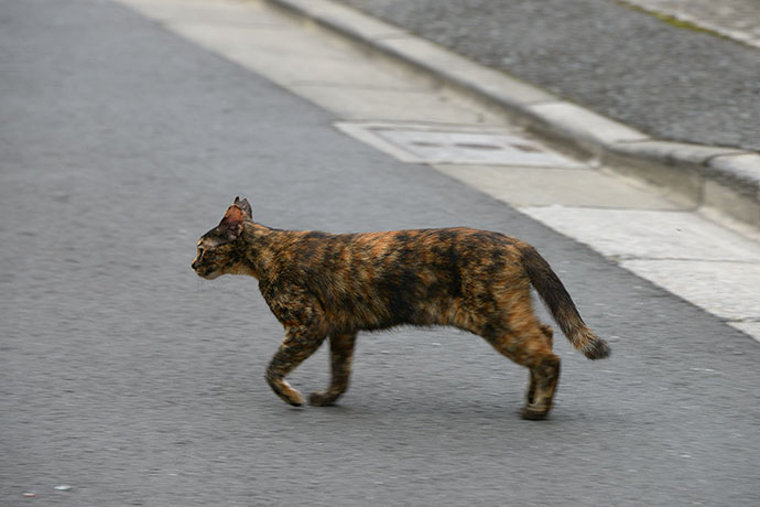 街のねこたち