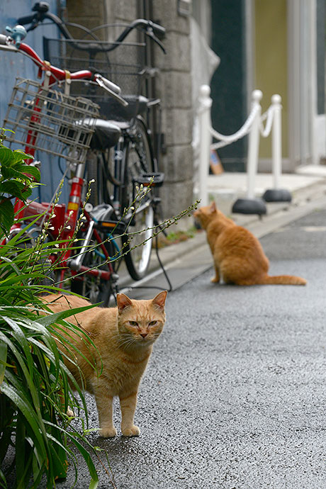 街のねこたち