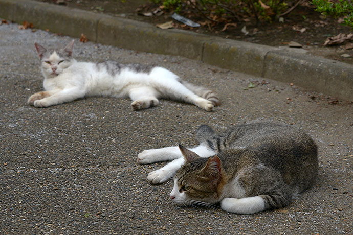 街のねこたち