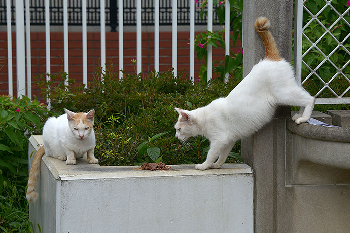 街のねこたち
