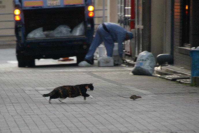 街のねこたち