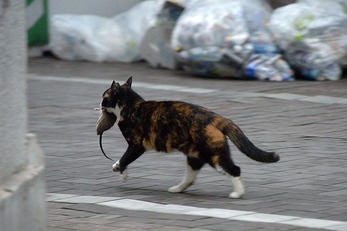 街のねこたち