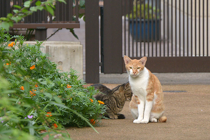 街のねこたち