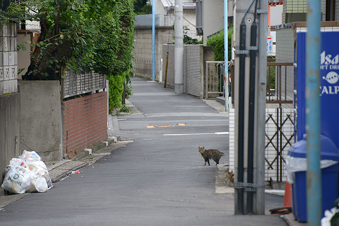 街のねこたち