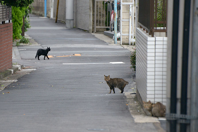 街のねこたち