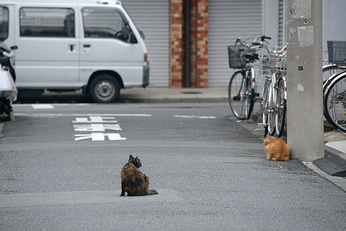 街のねこたち