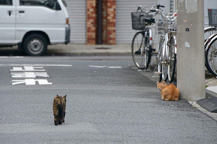 街のねこたち