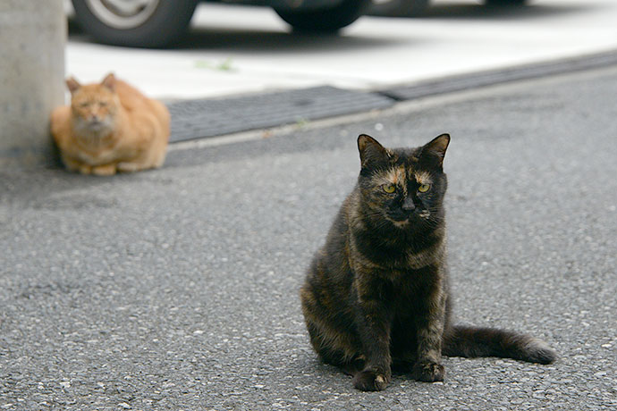 街のねこたち