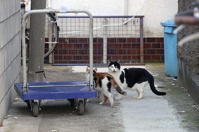 街のねこたち