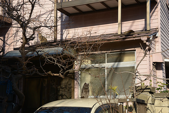 街のねこたち