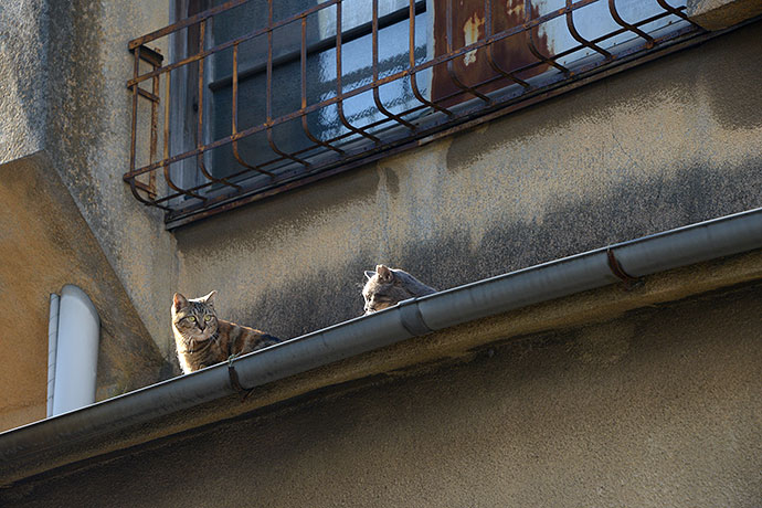 街のねこたち