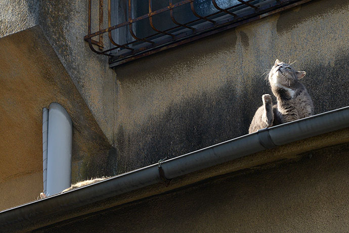 街のねこたち