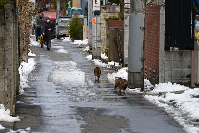 街のねこたち