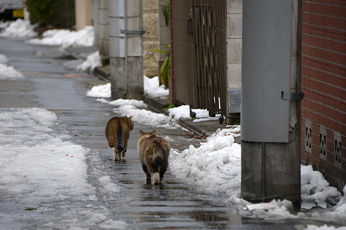 街のねこたち