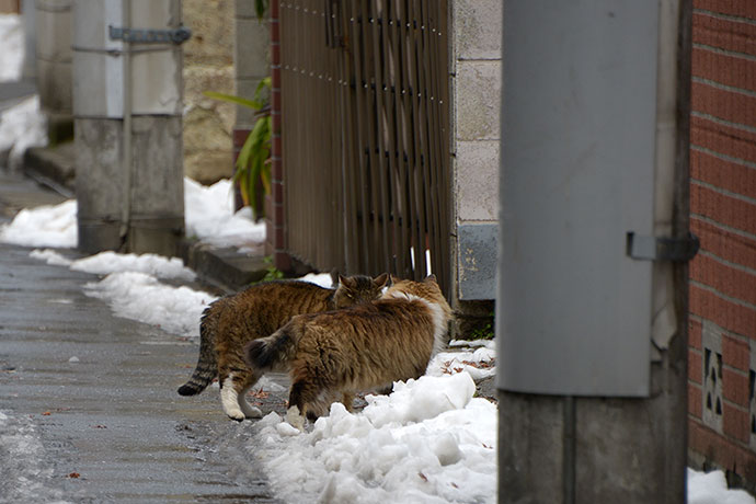 街のねこたち