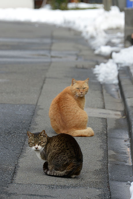 街のねこたち