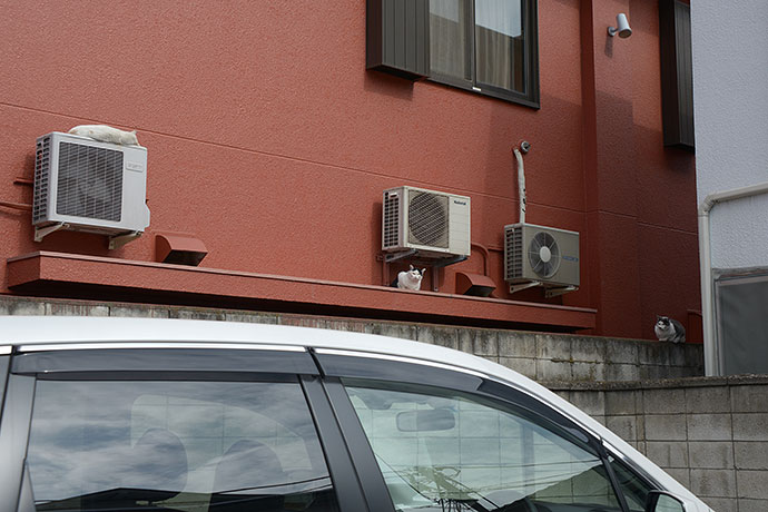 街のねこたち