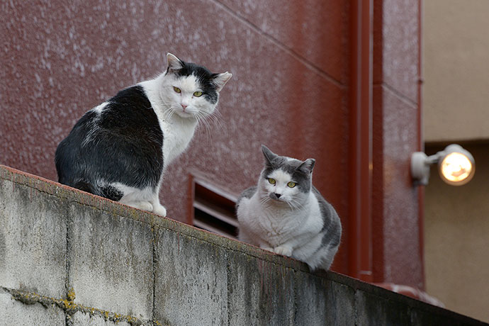 街のねこたち