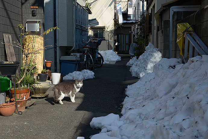 街のねこたち